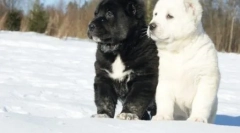 Hogyan hívhatom alalát: a legjobb ötletek